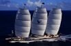 Maltese Falcon Maltese Falcon