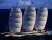 Maltese Falcon Maltese Falcon